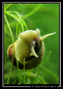 Snails portrait by Raoul Caprez 